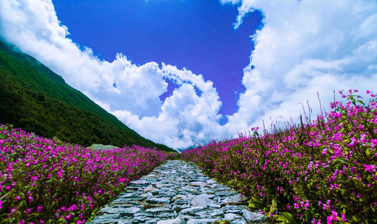 Valley Of Flowers Image Tourmyholiday
