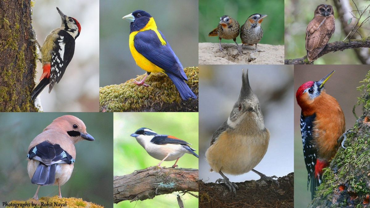 Beautiful landscape of Chopta