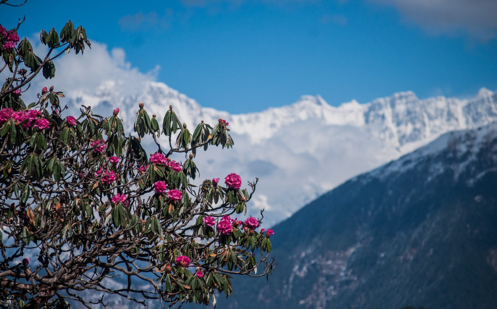 chopta tour package