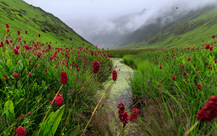 valley of flowers tour package
